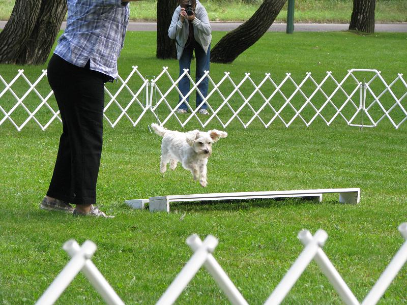 Small Dog Jumping