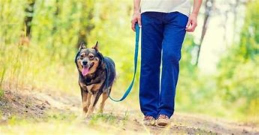 Good Boy! - Walk with Me