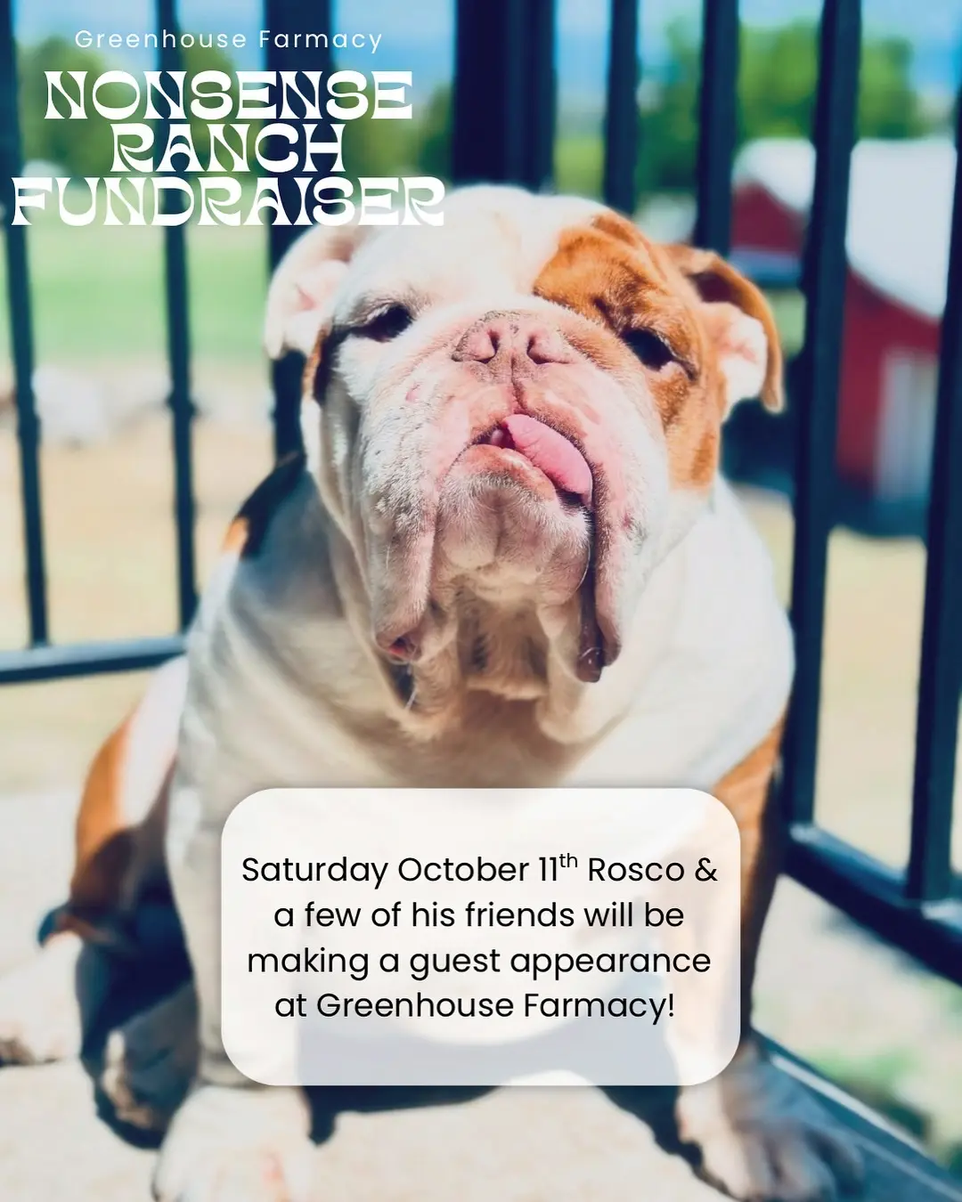 Rosco the bull dog with text edited over the image saying Greenhouse Farmacy Nonsense Ranch Fundraiser and 'Saturday October 11 Rosco & a few of his friends will be making a guest appearance at Greenhouse Farmacy!'