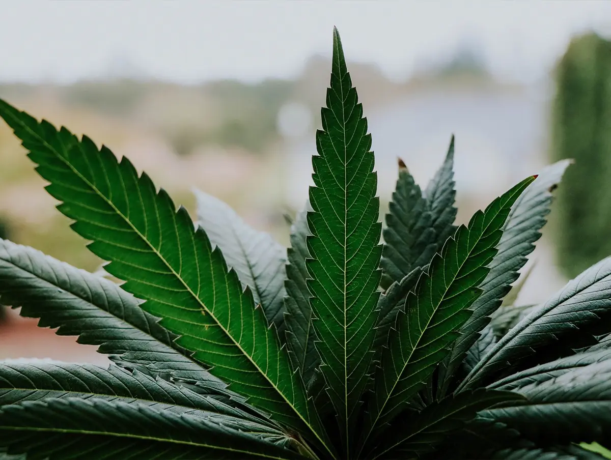 A close up side shot of the leaves of a growing cannabis plant outdoors