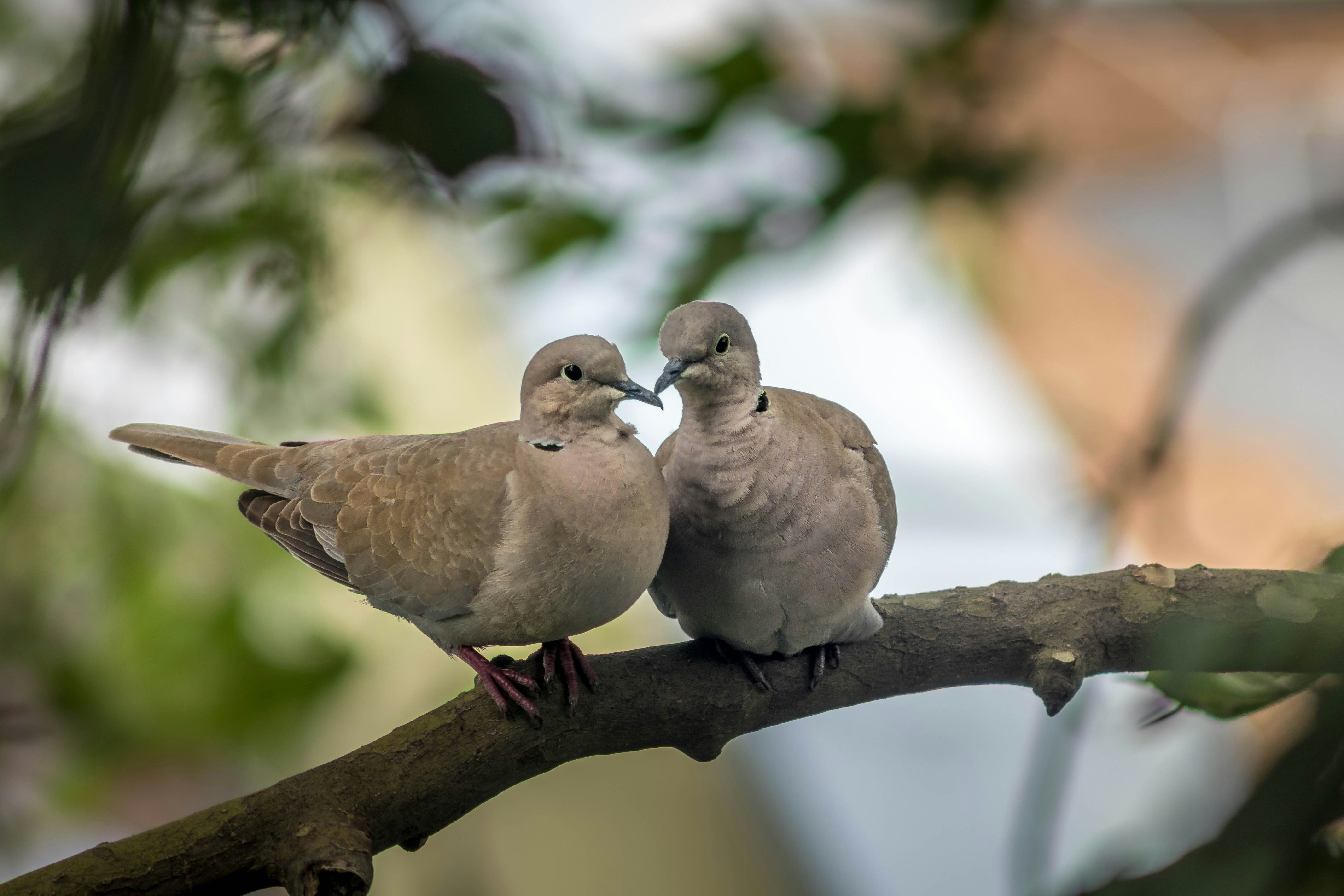 Doves