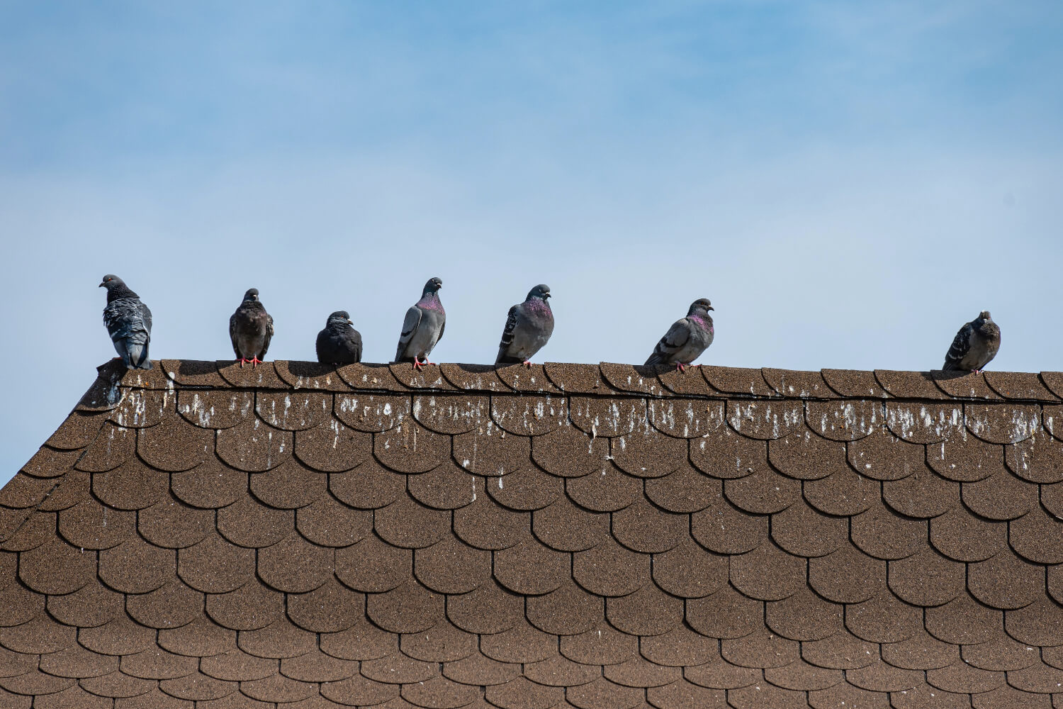 Pigeons on shingle roof under blue sky.