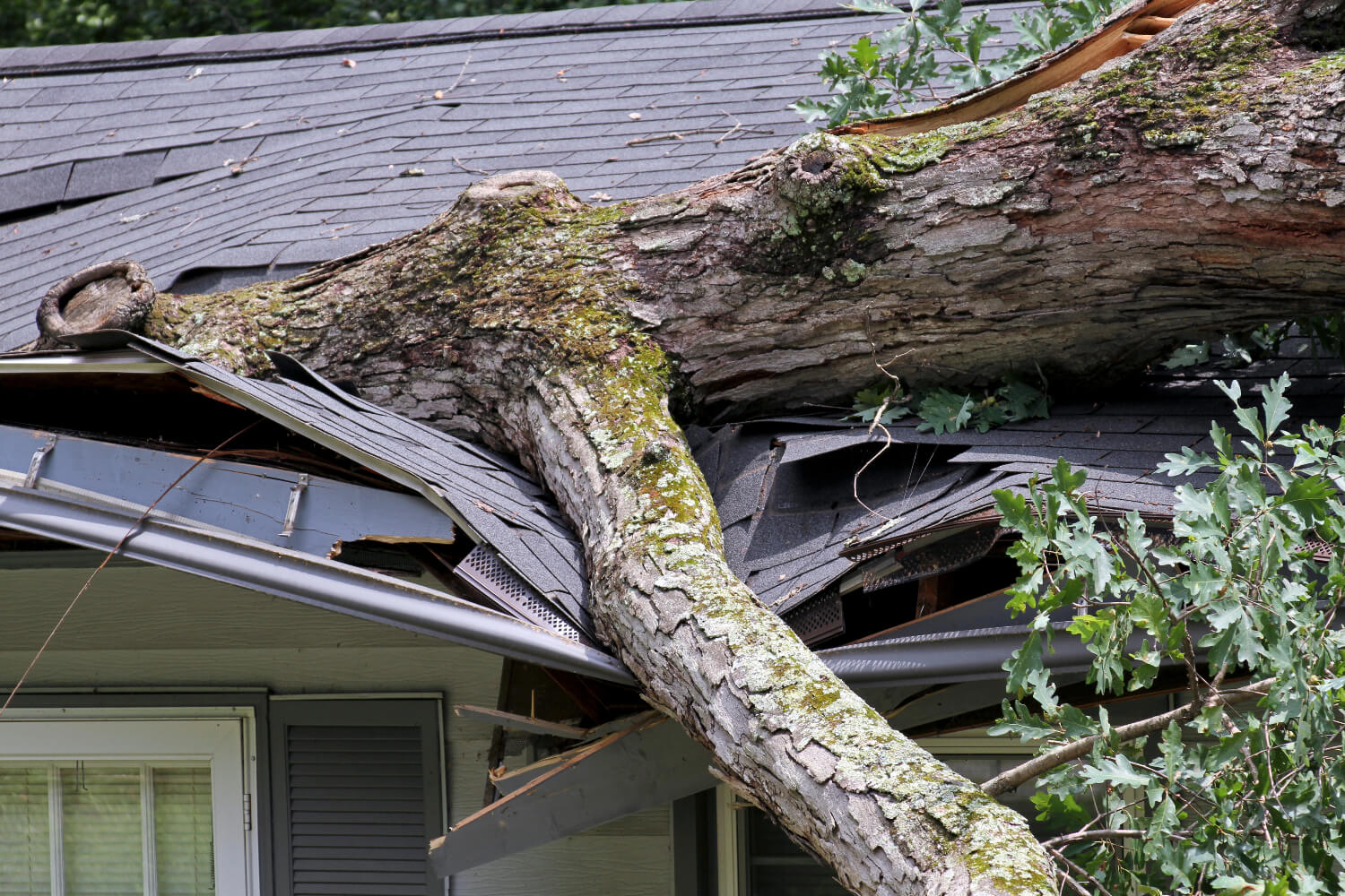 Fallen tree on damaged roof.