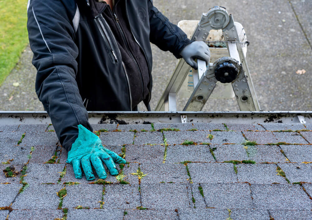 Roofer inspecting mossy shingles with ladder.