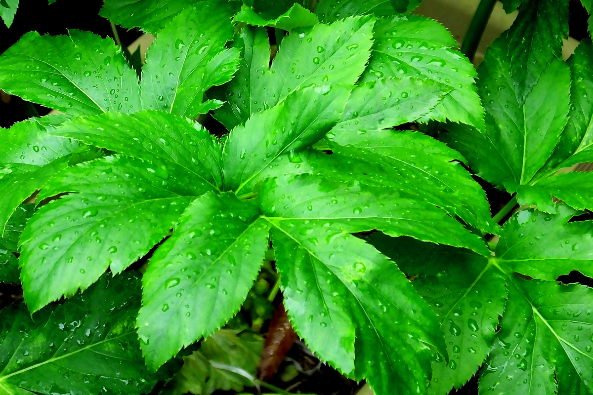 Ashitaba: Japan’s Longevity Secret for Supplement Formulators