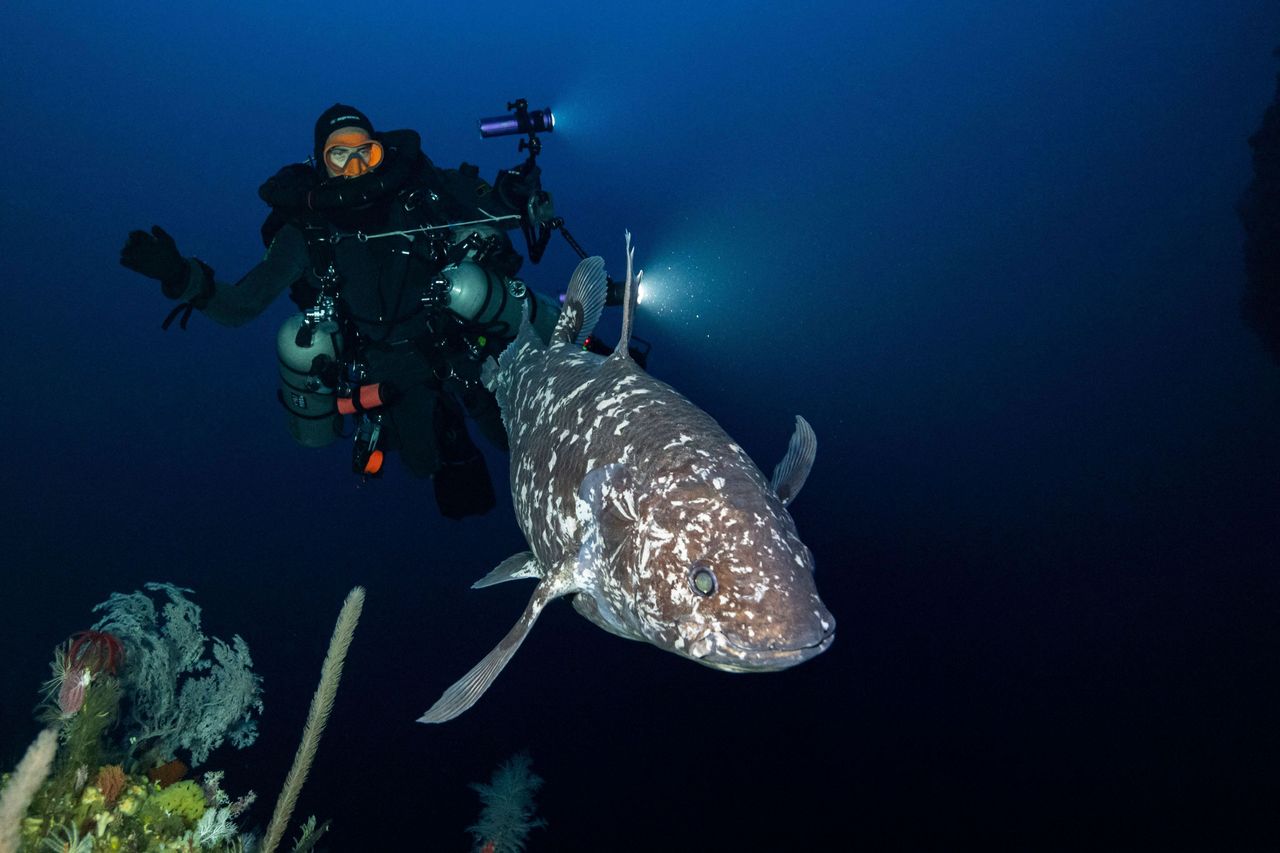 Le Coelocanthe, plongée vers nos origines