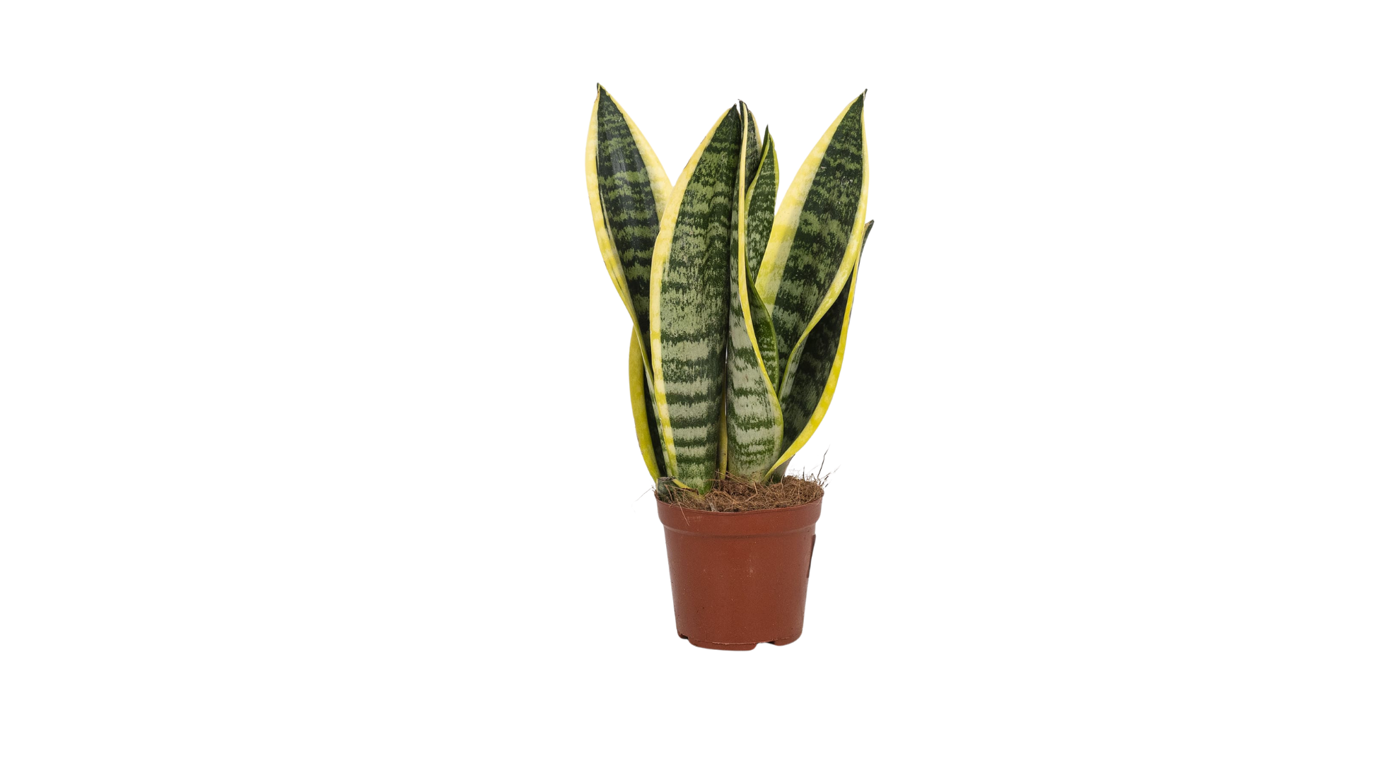 Sansevieria trifasciata Futura Superba - Derek Garden Centre Malta