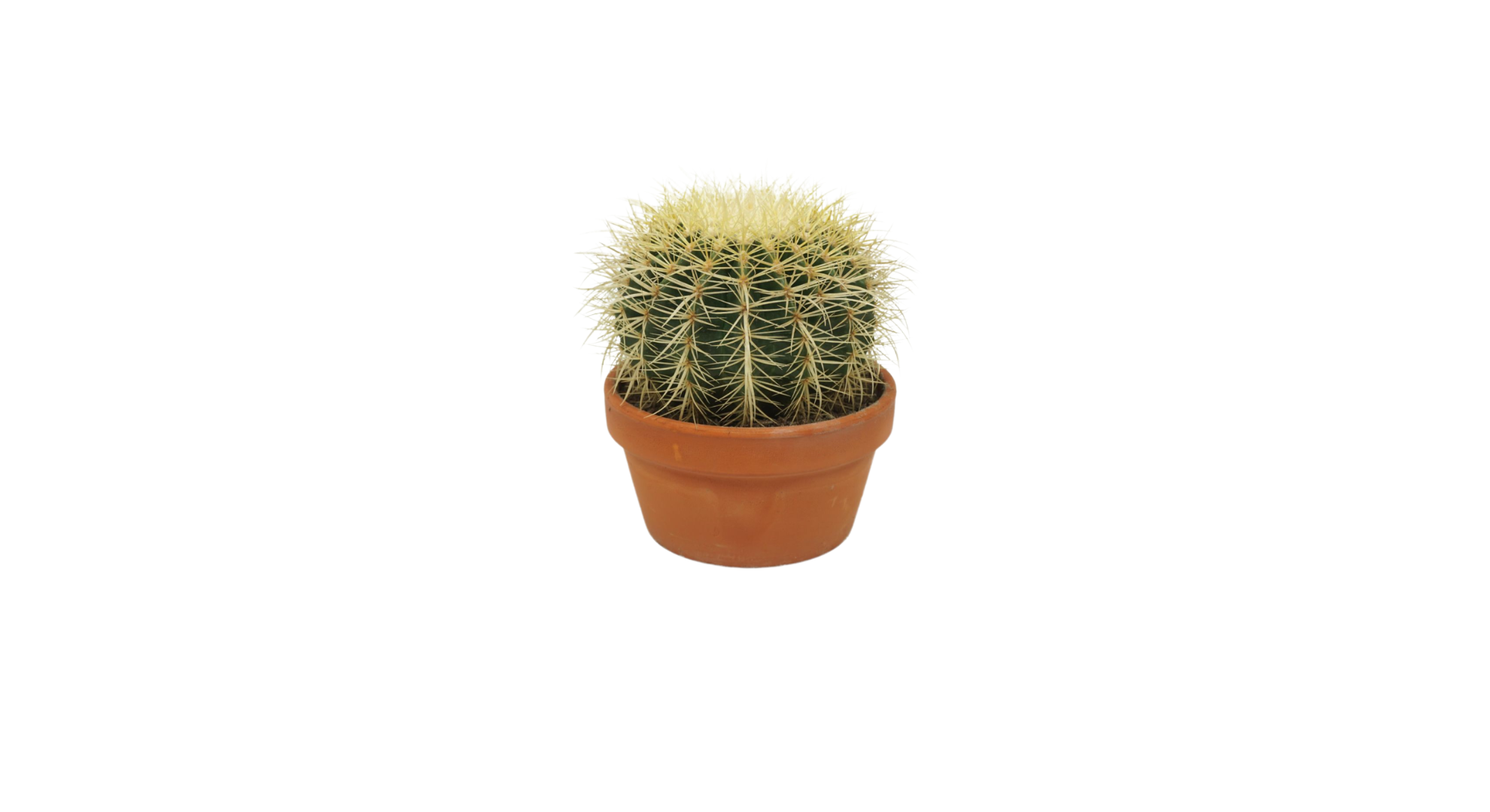 Echinocactus grusonii