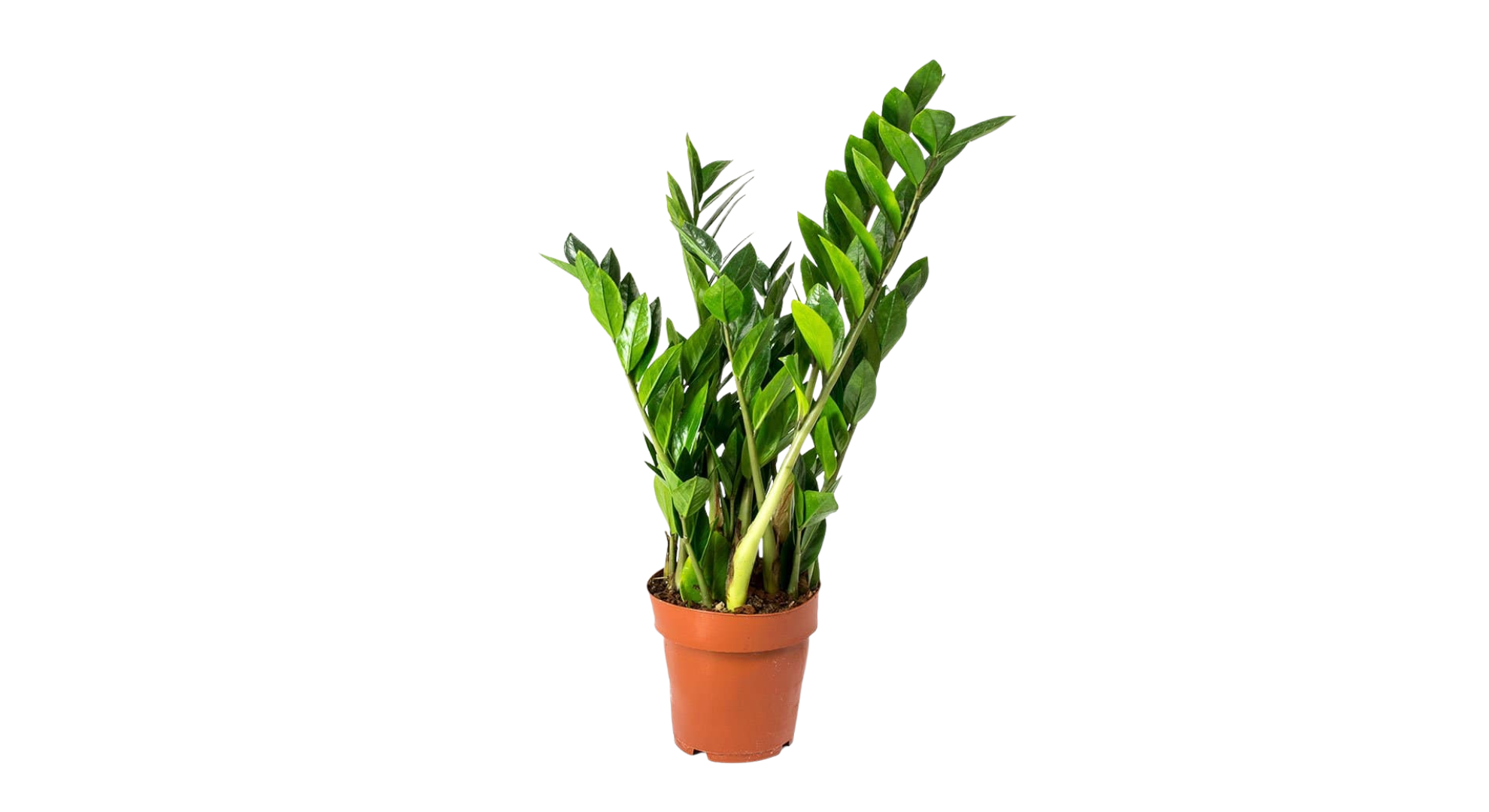 Zamioculcas Zamiifolia