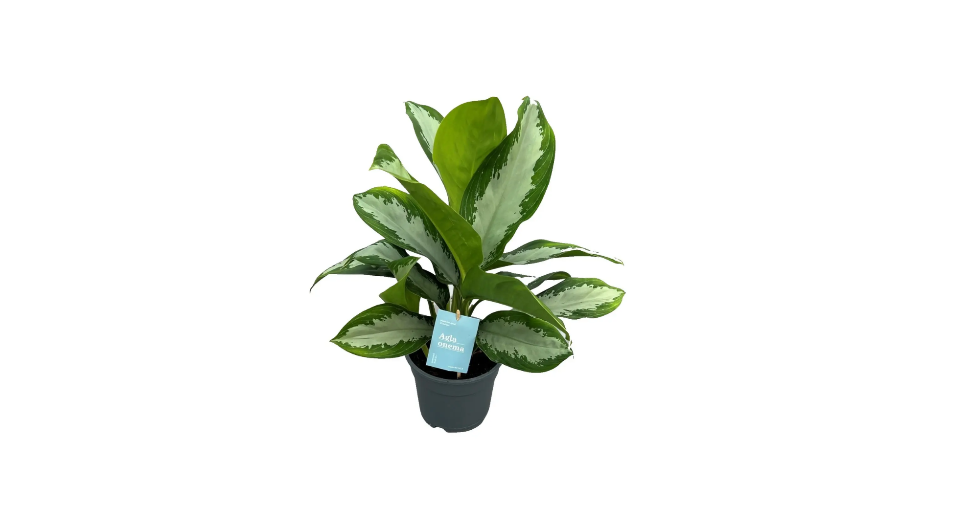 Aglaonema Diamond Bay