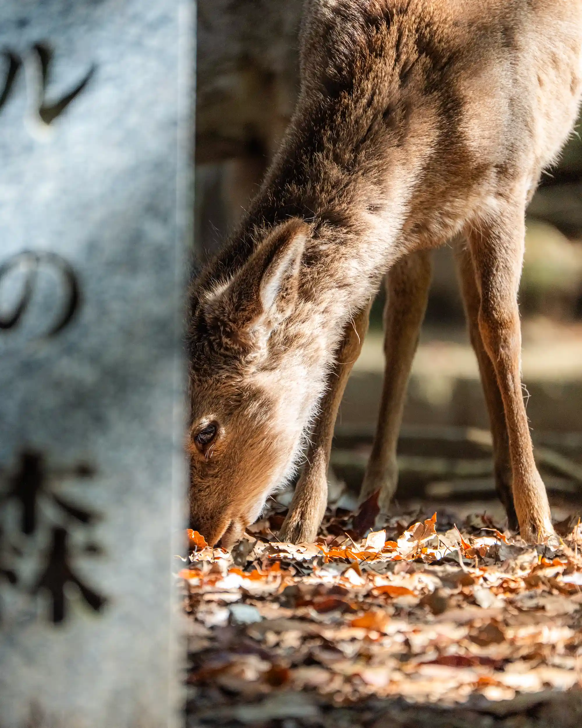 Cerf-sika à Nara