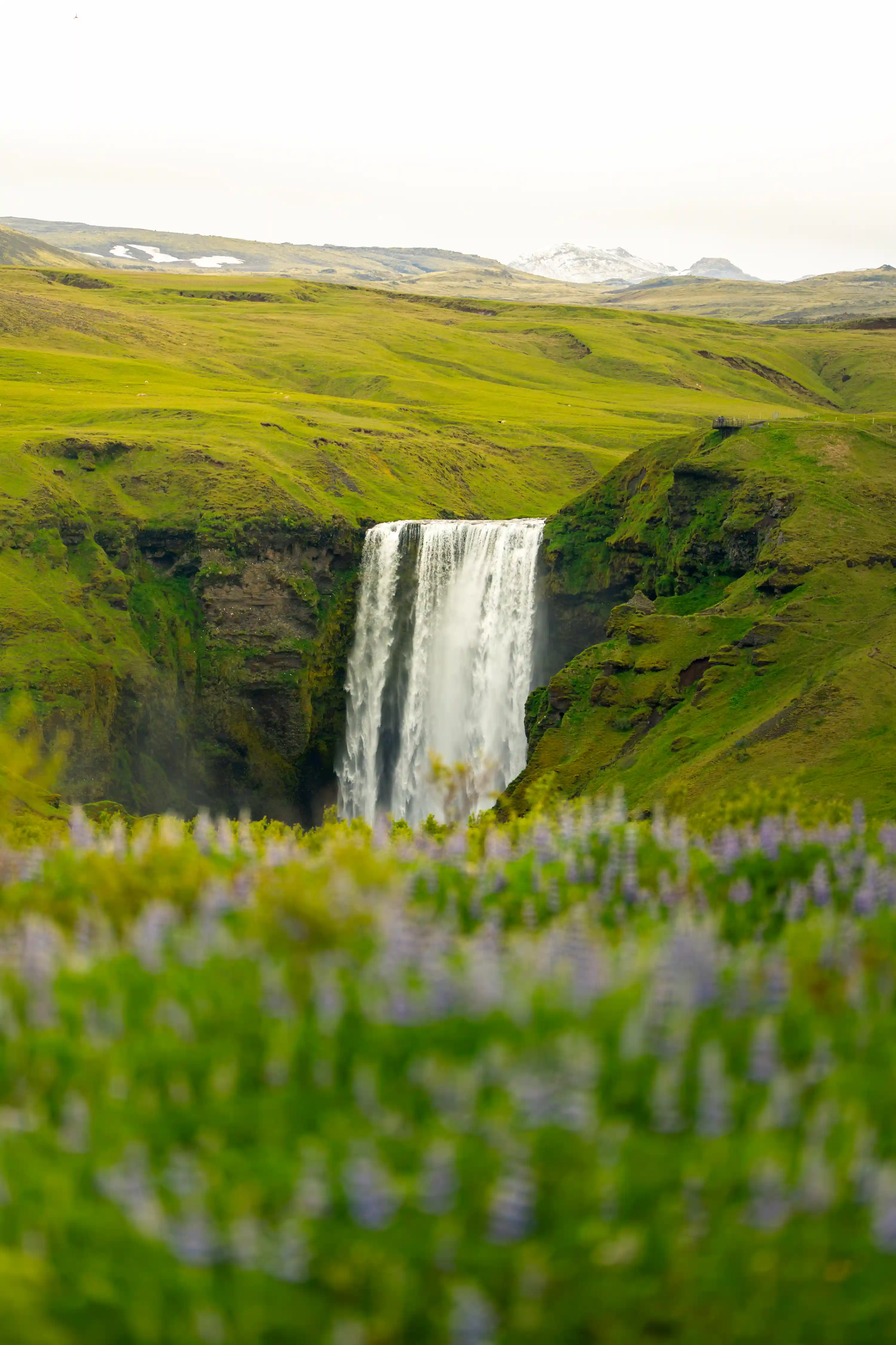 Skógafoss et son champ de lupin
