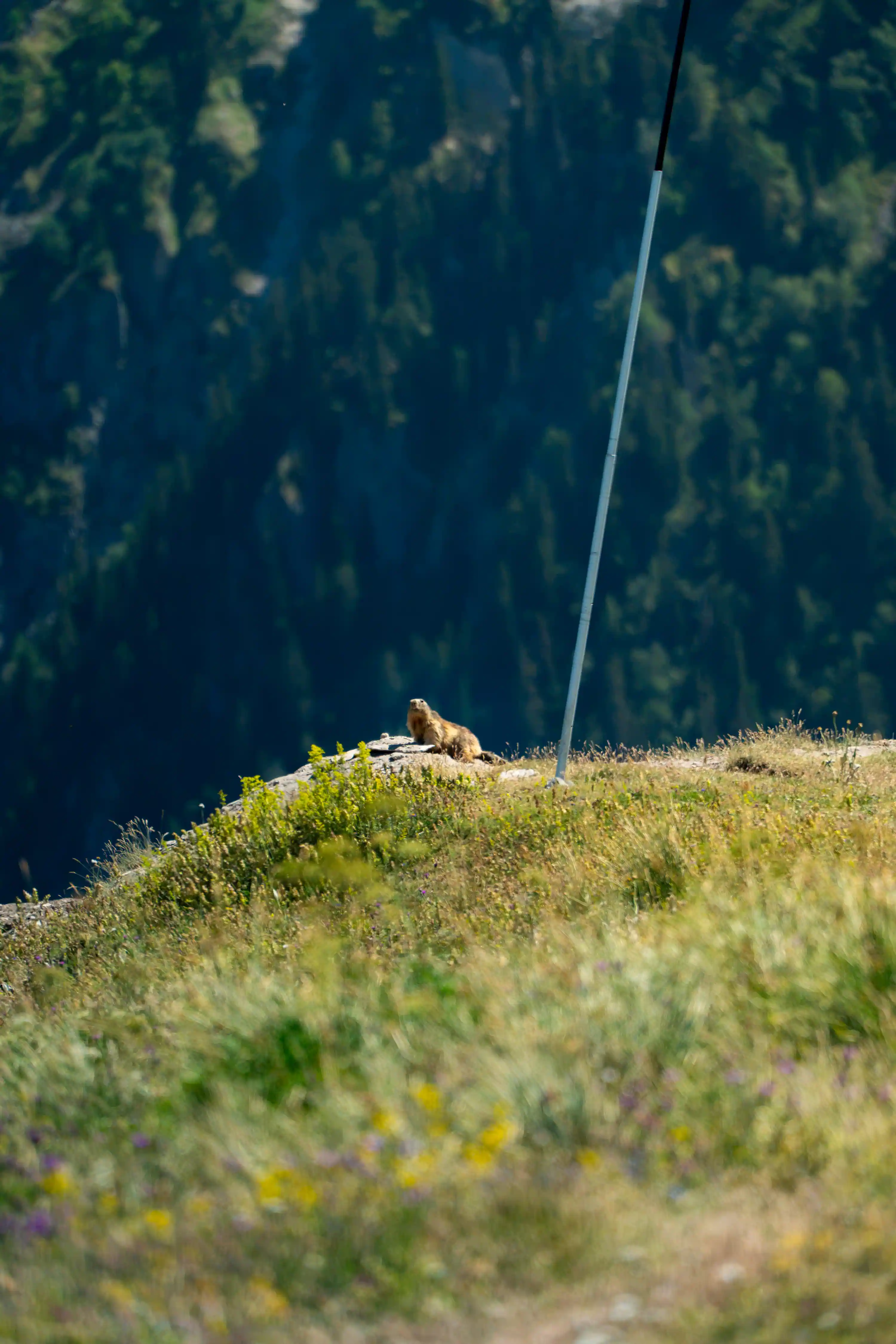 Marmotte à Vallée Blanche