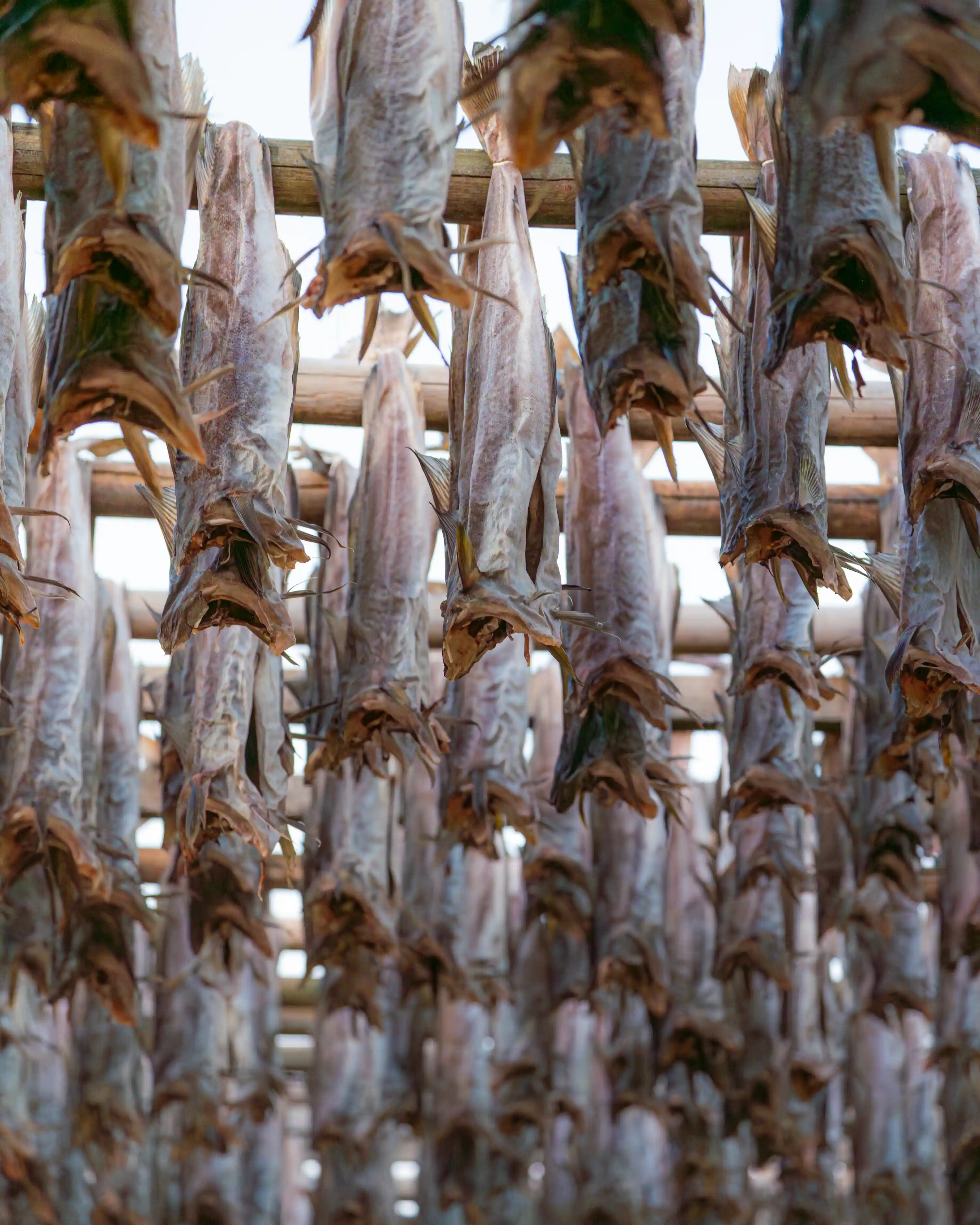 Stockfish en train de sécher