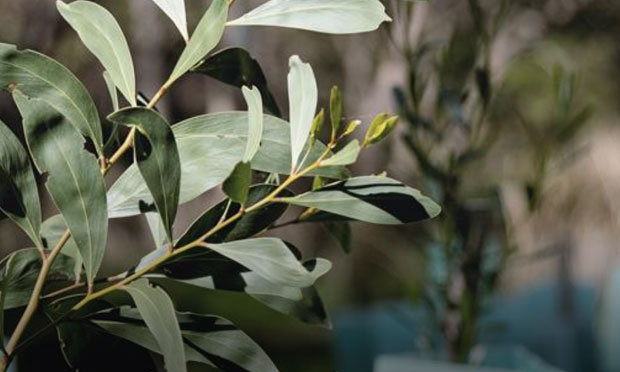 leaves