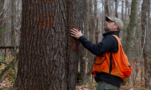 man analysing forest