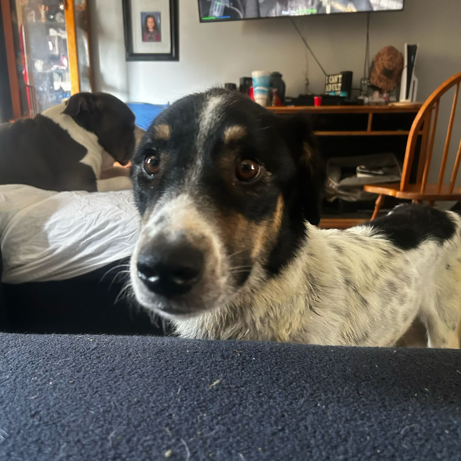 A dog named Bayley looking at the camera.
