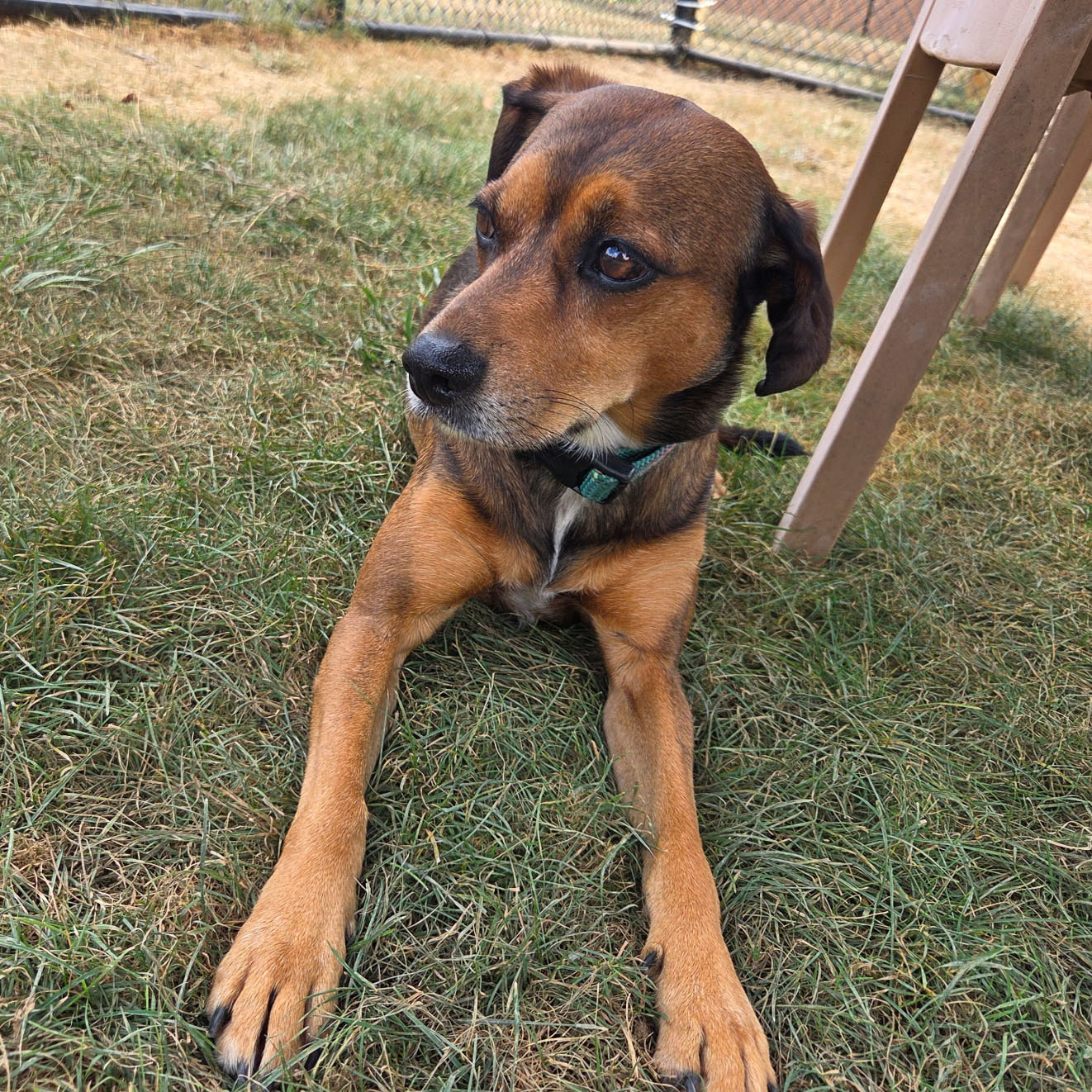 A dog named Indy laying in the grass.