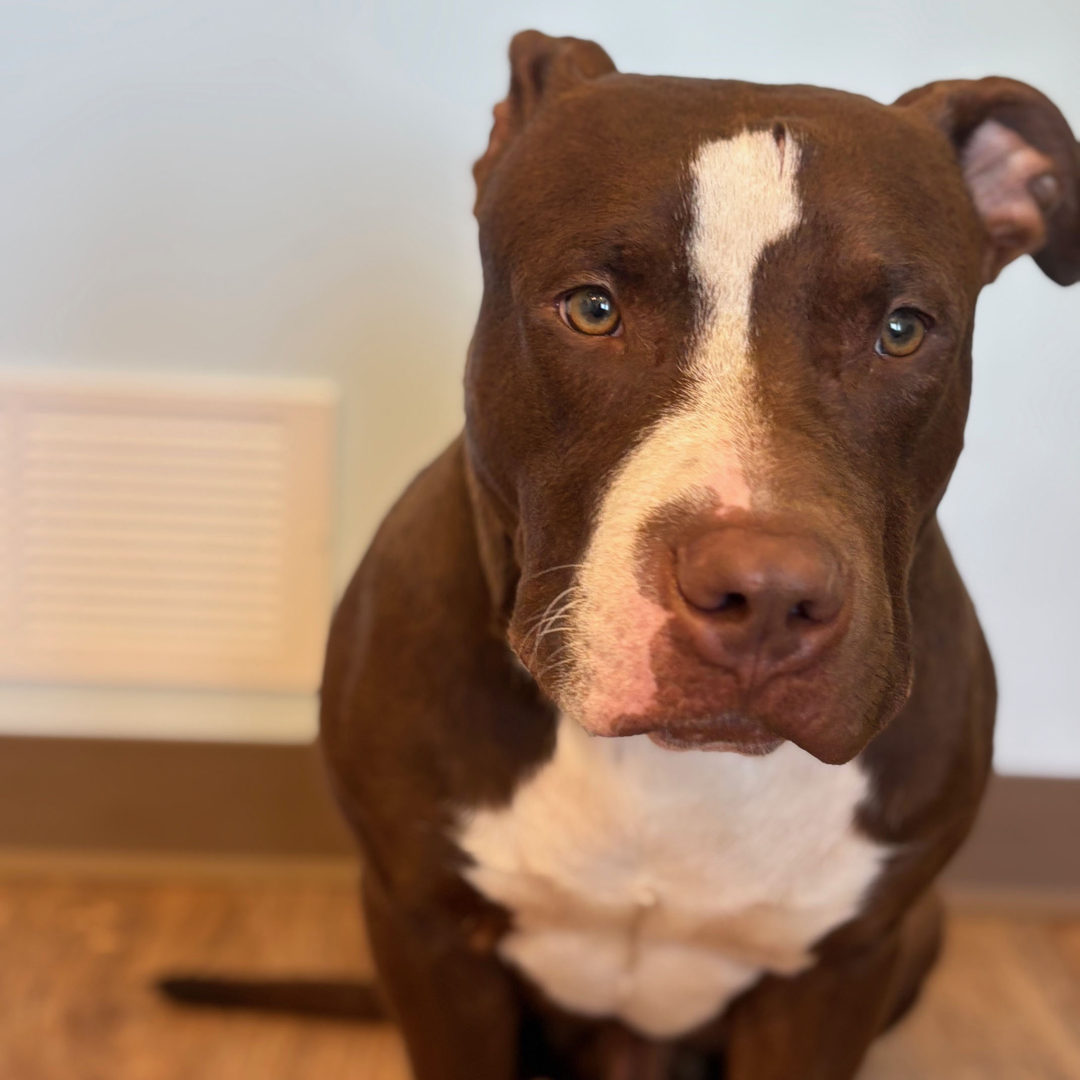 A dog named Bayley looking at the camera.