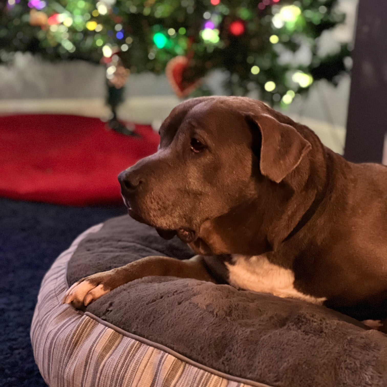 Sponsorable dog, Twinkie