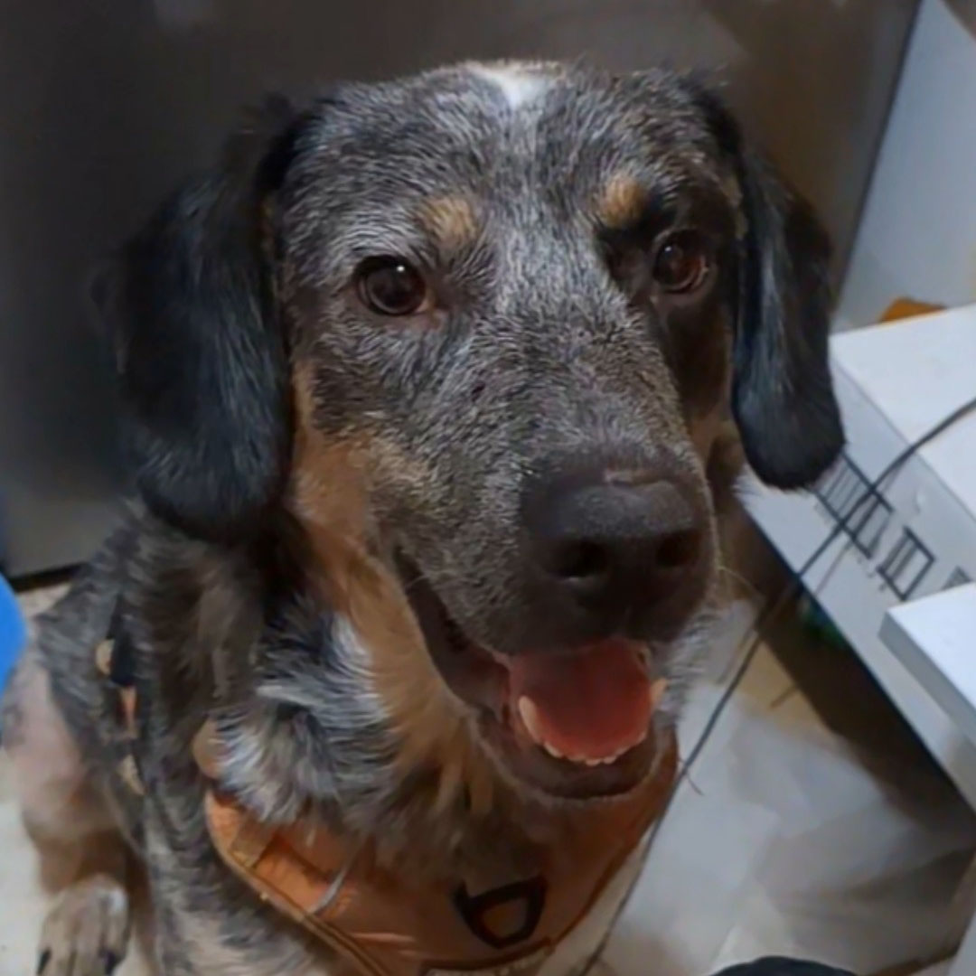 Sponsorable dog, Twinkie