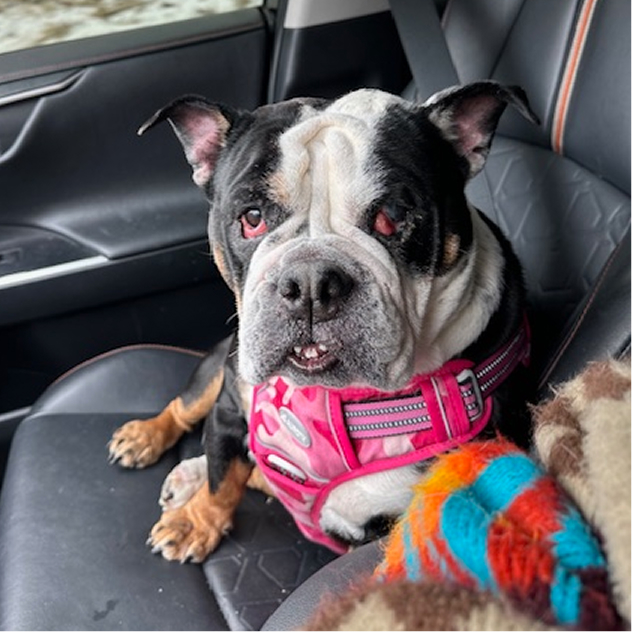 Sponsorable dog, Shakira