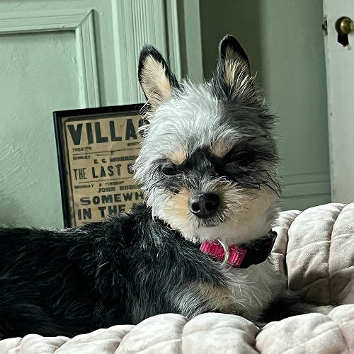 Sponsorable dog, Twinkie