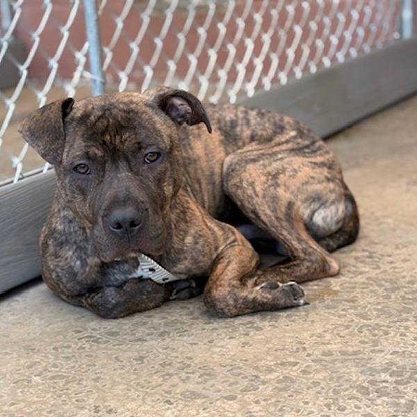 Sponsorable dog, Shakira