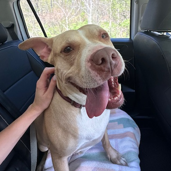 Sponsorable dog, Twinkie