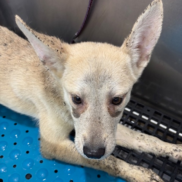 Sponsorable dog, Twinkie