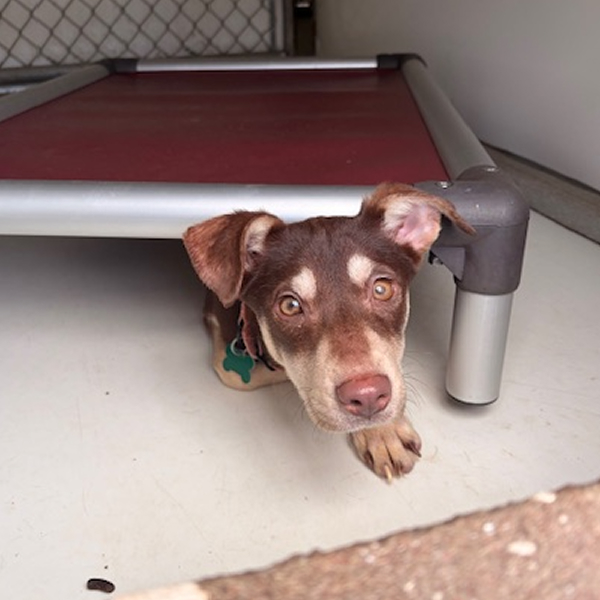 Sponsorable dog, Twinkie