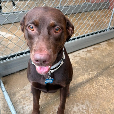 Sponsorable dog, Champ