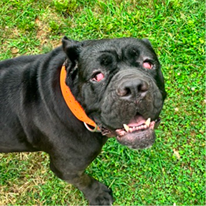 Sponsorable dog, Champ