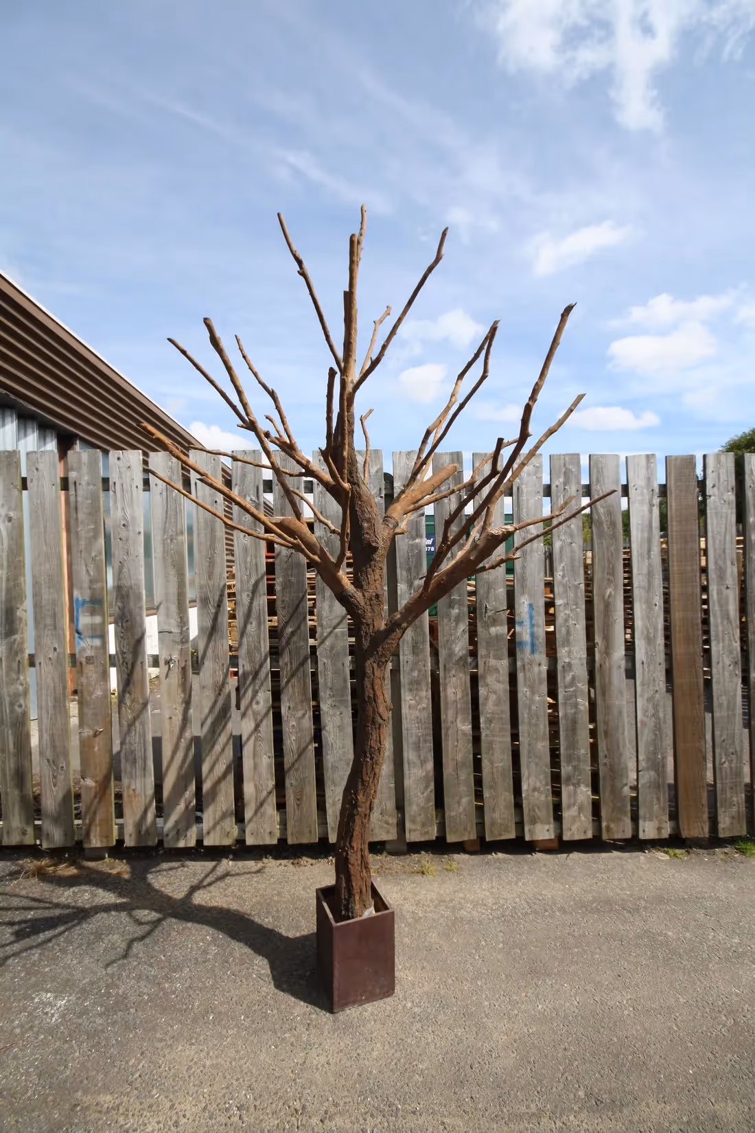 Bare Trees - example 02