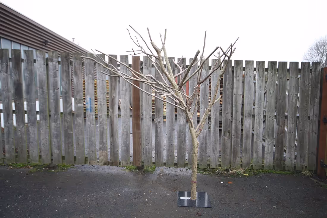Bare Trees - outdoor example 01