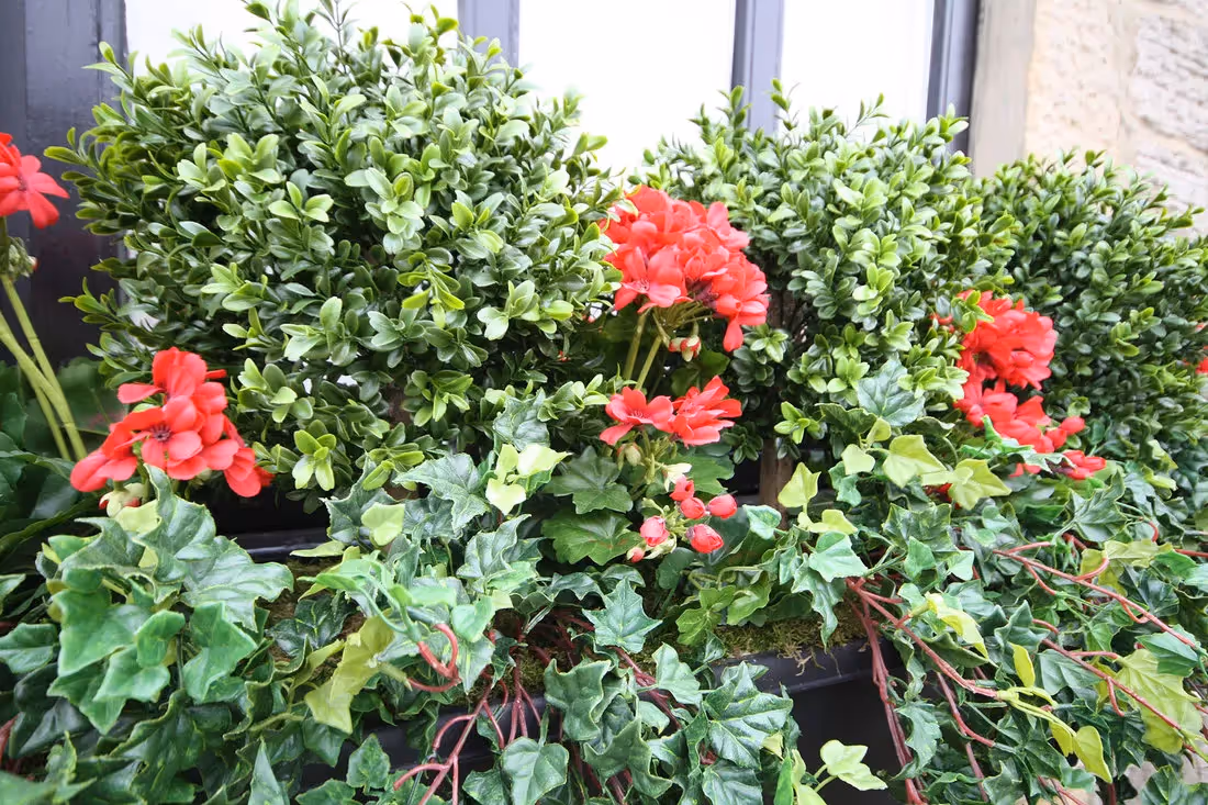 plantART Outdoor Window Boxes 017