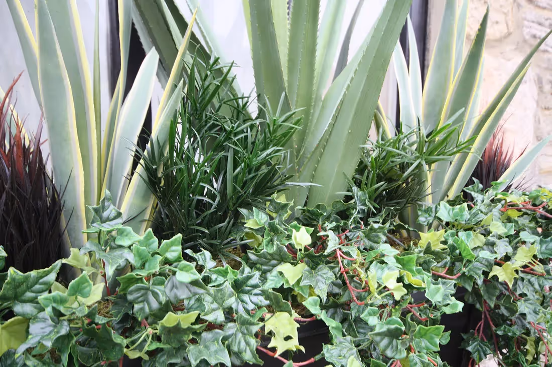 plantART Outdoor Window Boxes 013