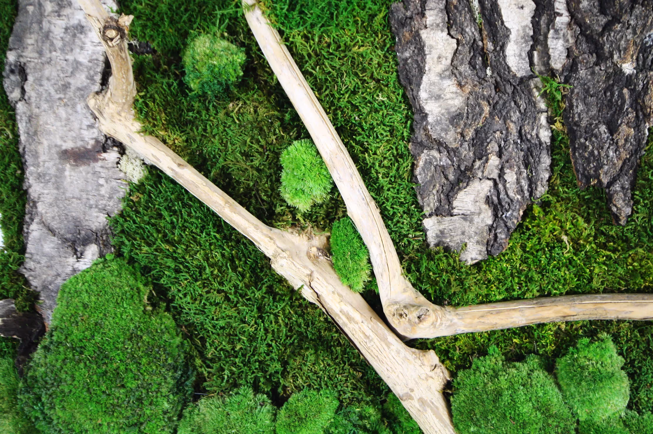 Creative use of HQ Preserved Moss Green Wall 03