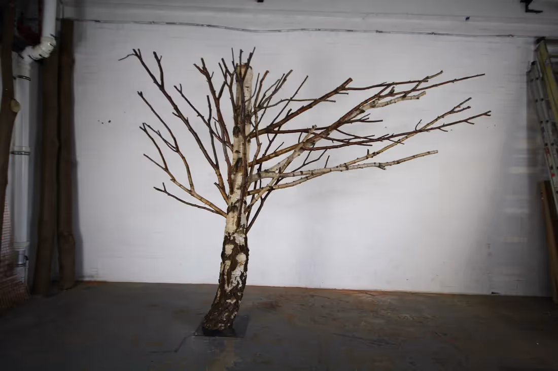 Creative use of Preserved Bare Birch Trees 001