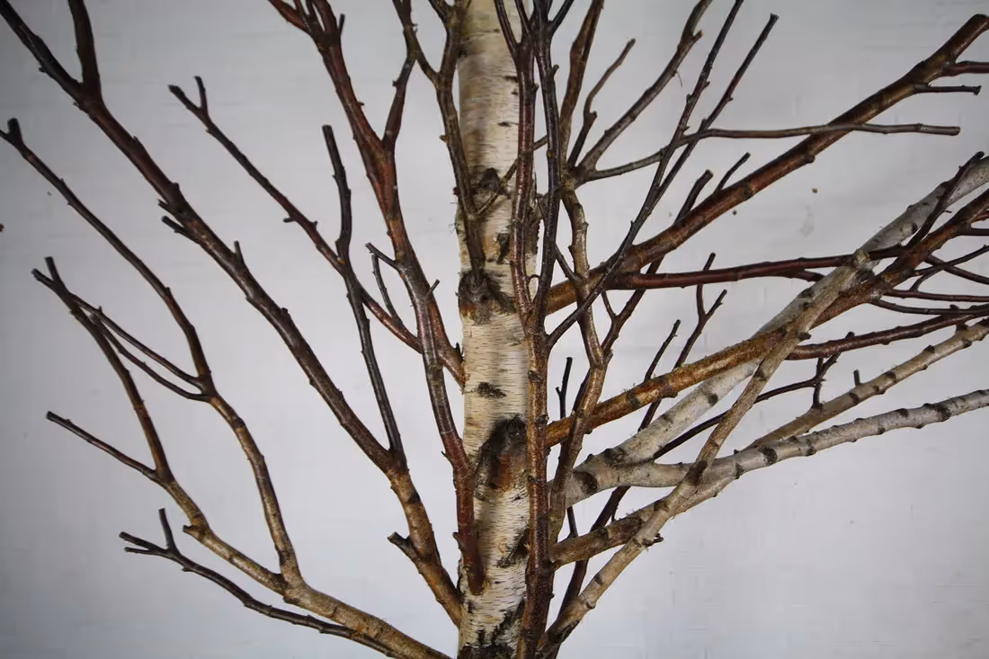 Creative use of Preserved Bare Birch Trees 003