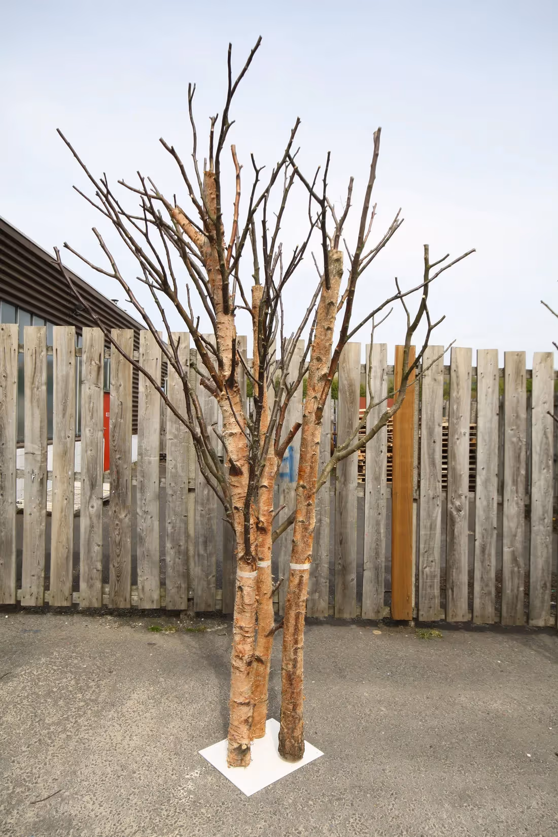 Creative use of Preserved Bare Birch Trees 004