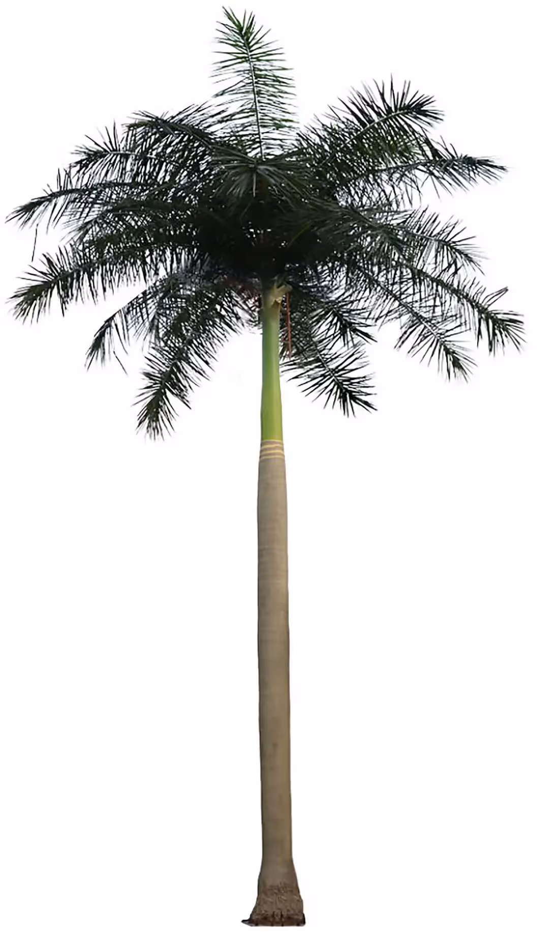 Creative ideas Artificial Palm Tree choice 007