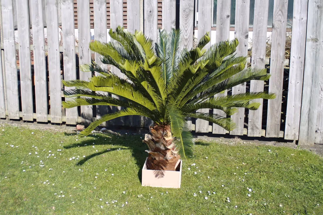 Creative ideas Artificial Palm Tree choice 004