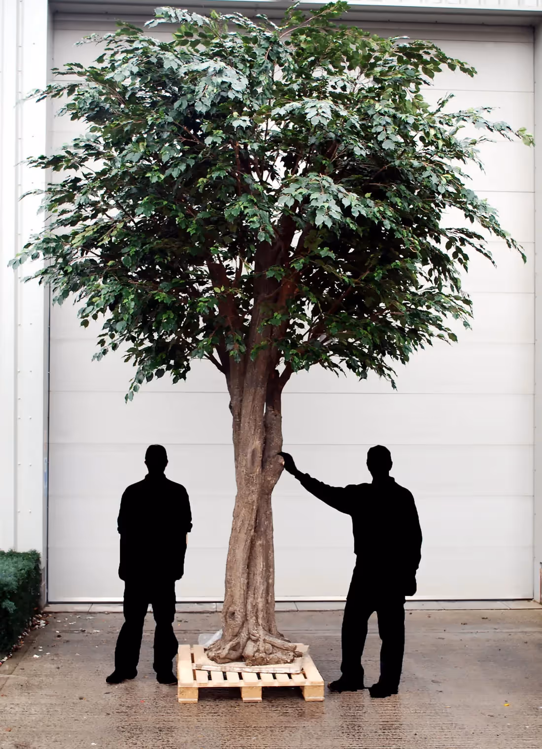 showing height of Artificial Ficus Trees