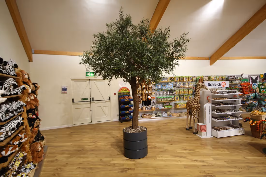 Creative ideas featuring Artificial Olive Trees 009