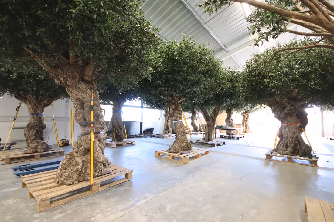 Creative ideas featuring Artificial Olive Trees 006