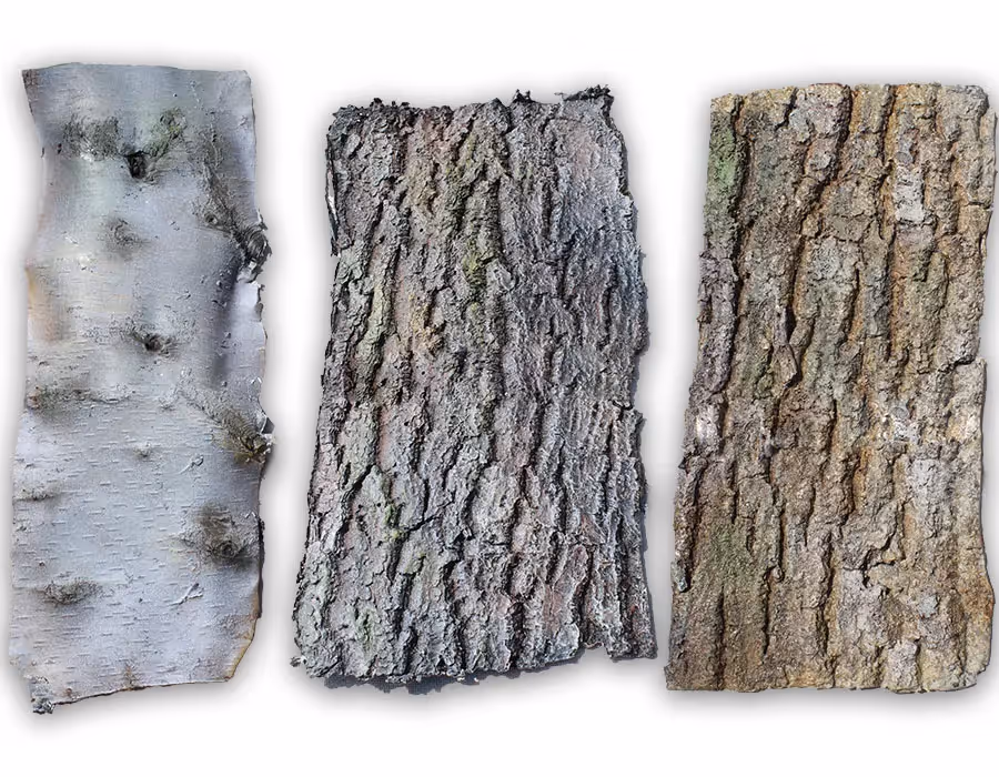 Barking up the right tree!