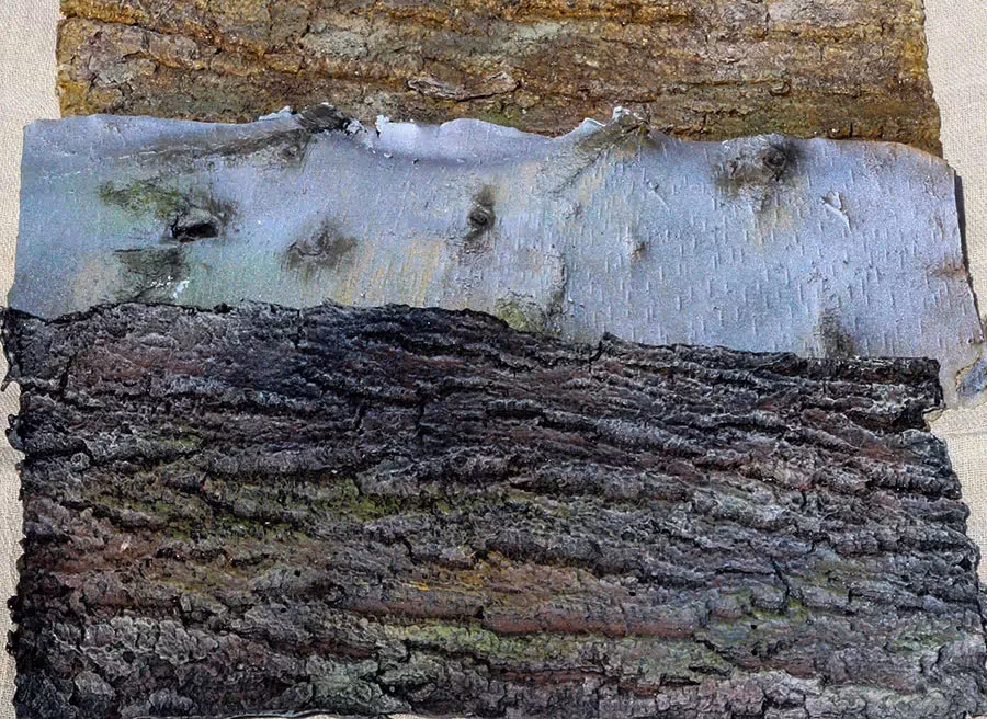 Barking up the right tree!