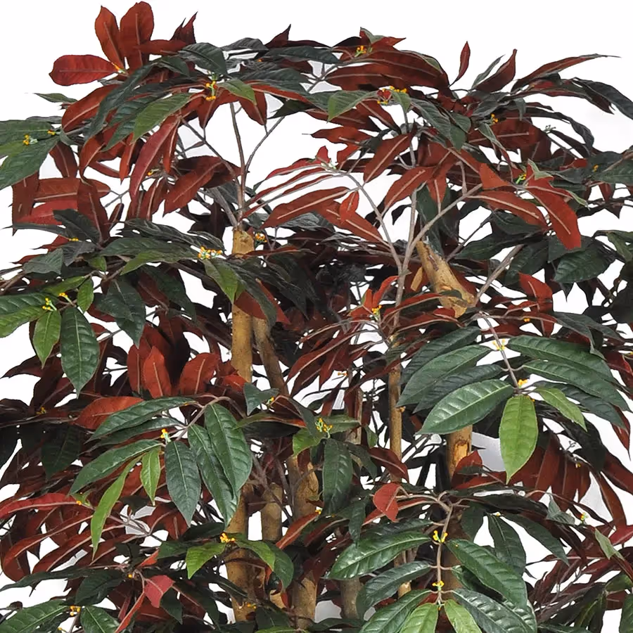 Deluxe Artificial Capensia Liana Tree close up