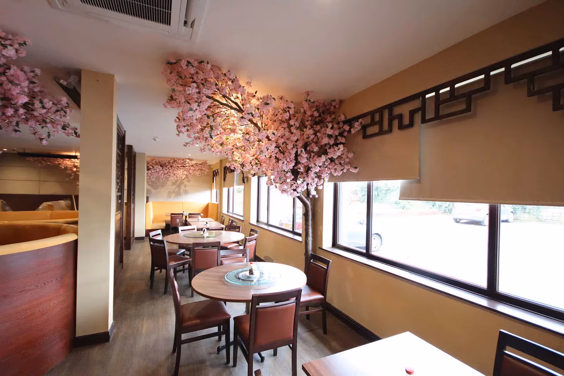 Under the Cherry Tree!